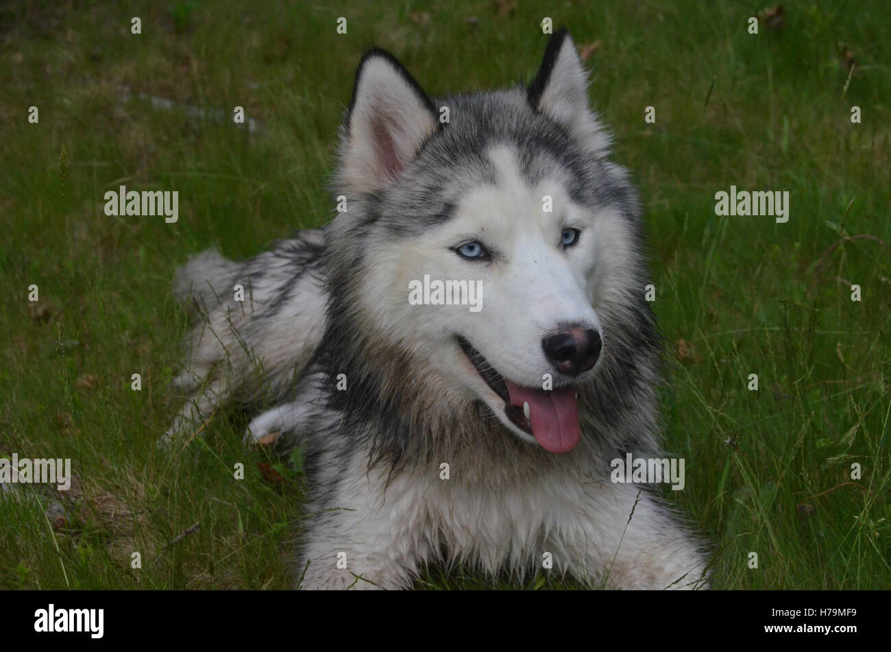 Hübsche blaue Augen Siberian Husky Hund. Stockfoto