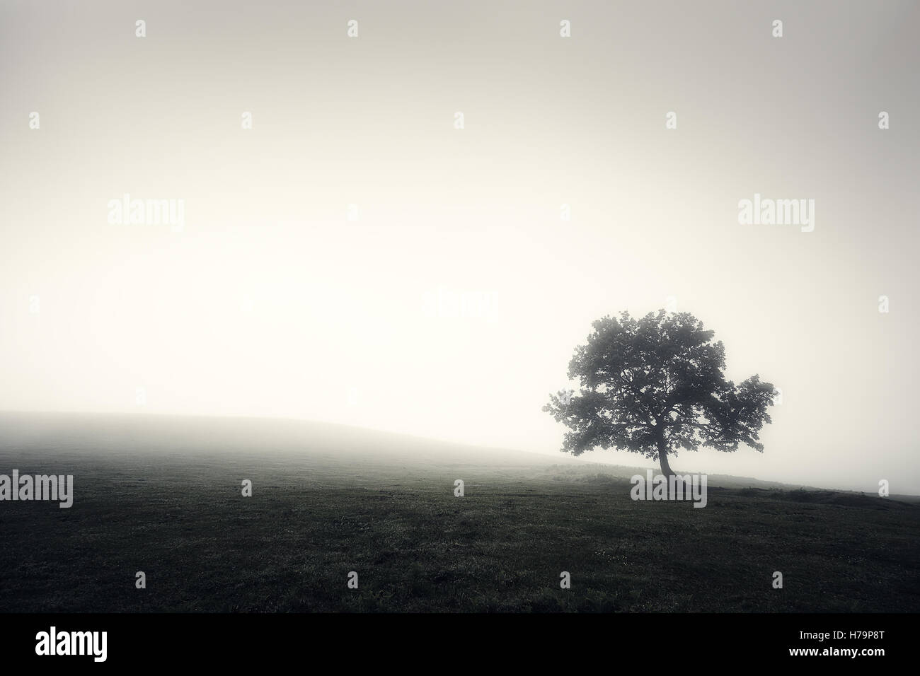 Einsamer Baum in schwarz und weiß mit Nebel Stockfoto
