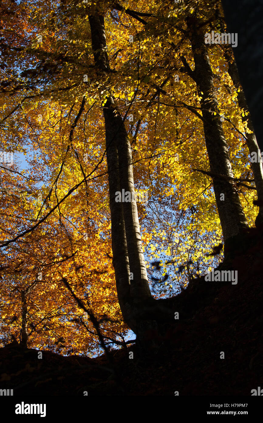 Underwood bei Herbst Stockfoto