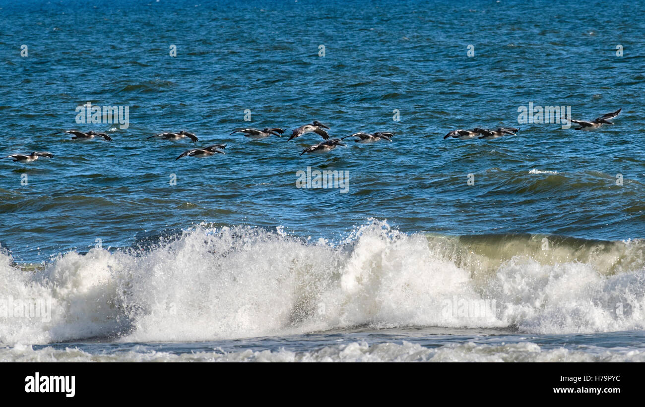Pelikanschar in der Nähe von Shore in Myrtle Beach, South Carolina Stockfoto