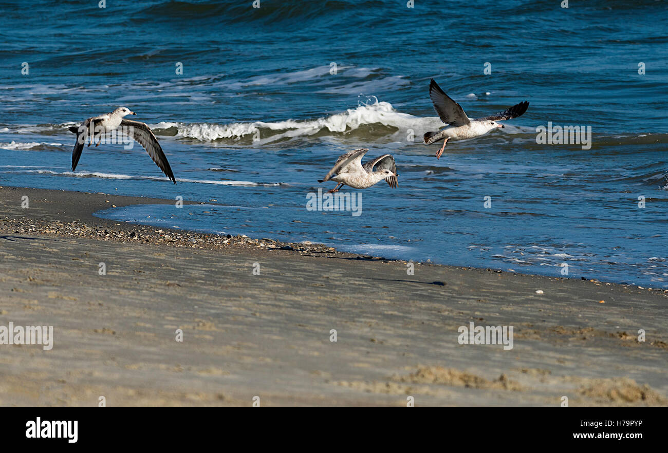 Drei Möwen Fliegen Über Die Shoreline In Myrtle Beach, South Carolina Stockfoto