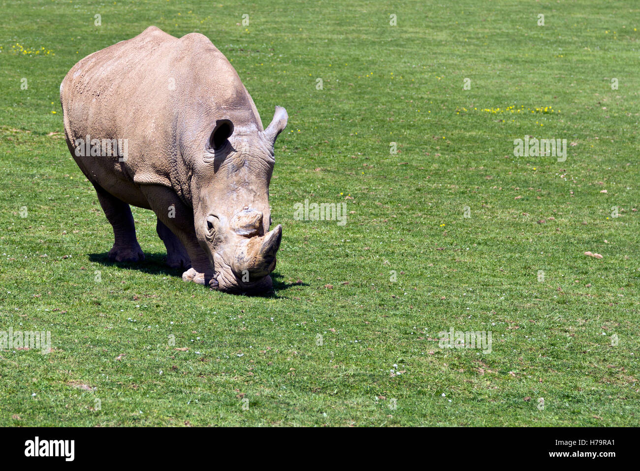 Weißer Rhinoceros (Ceratotherium Simum) Weiden Stockfoto