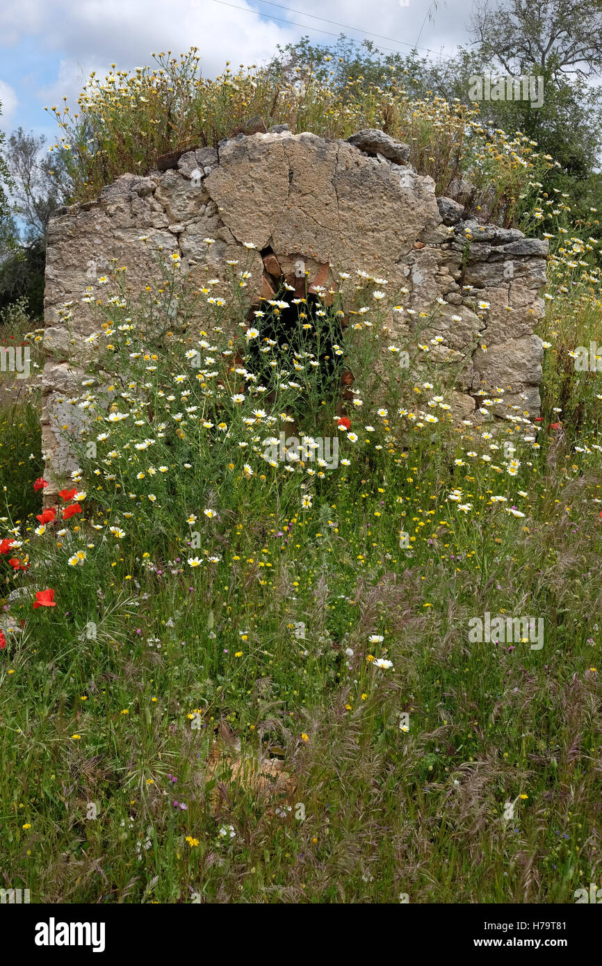 Eine verlassene Brotbackofen, bewachsen mit Blumen im Garten von einem verlassenen Haus in der Nähe von Paderne an der Algarve. Stockfoto