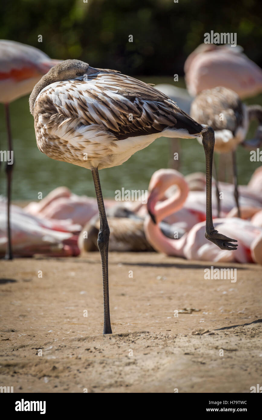 Eine unreife chilenische Flamingo ruht auf einem Bein an einem sonnigen Tag an Slimbridge WWT. Stockfoto