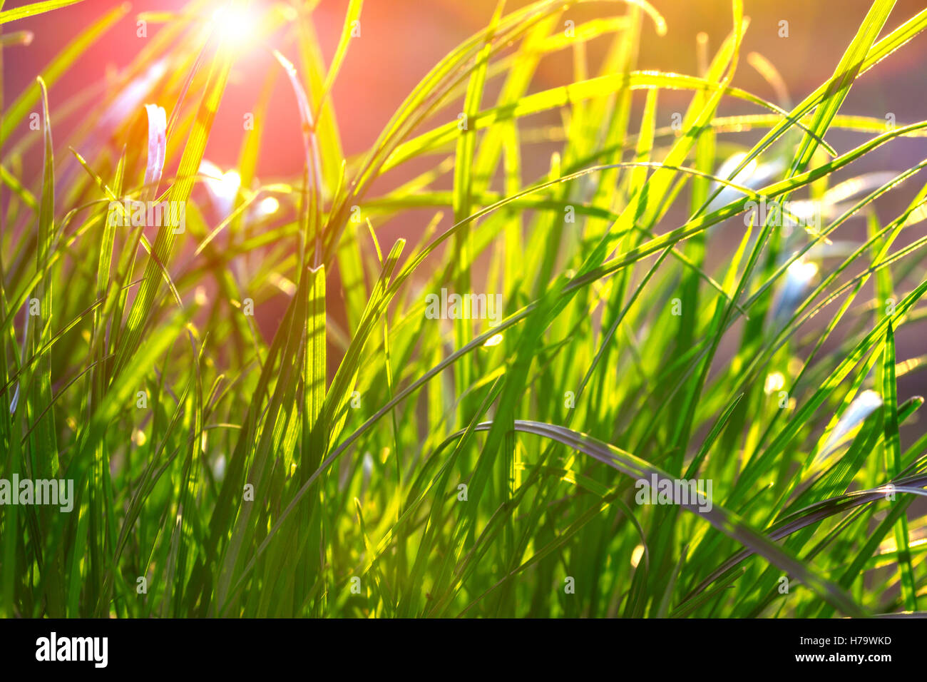 Grasgrün leuchtend die Sonne am Morgen Stockfoto