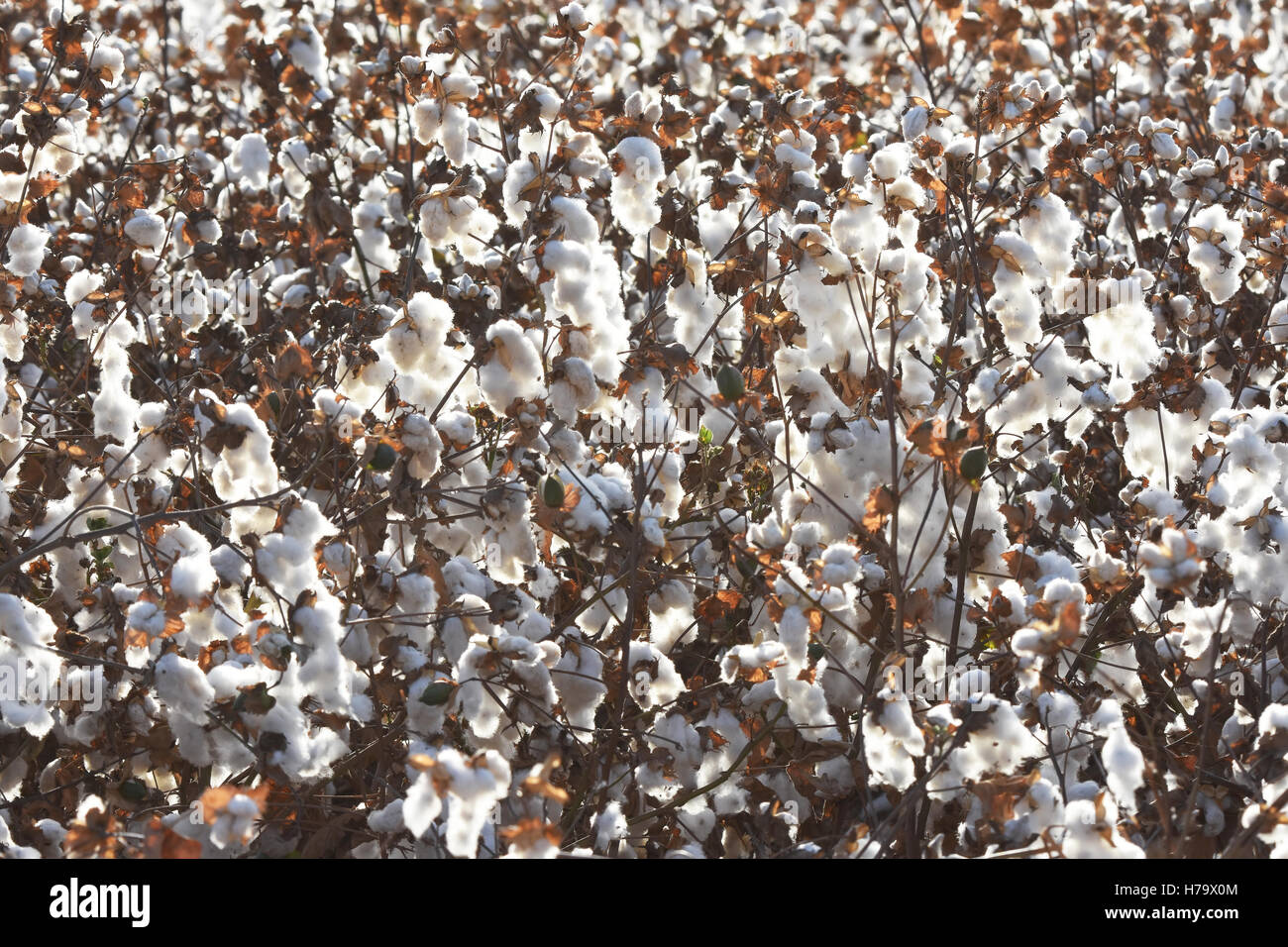 Baumwoll-Pflanzen - Feld in Israel Stockfoto