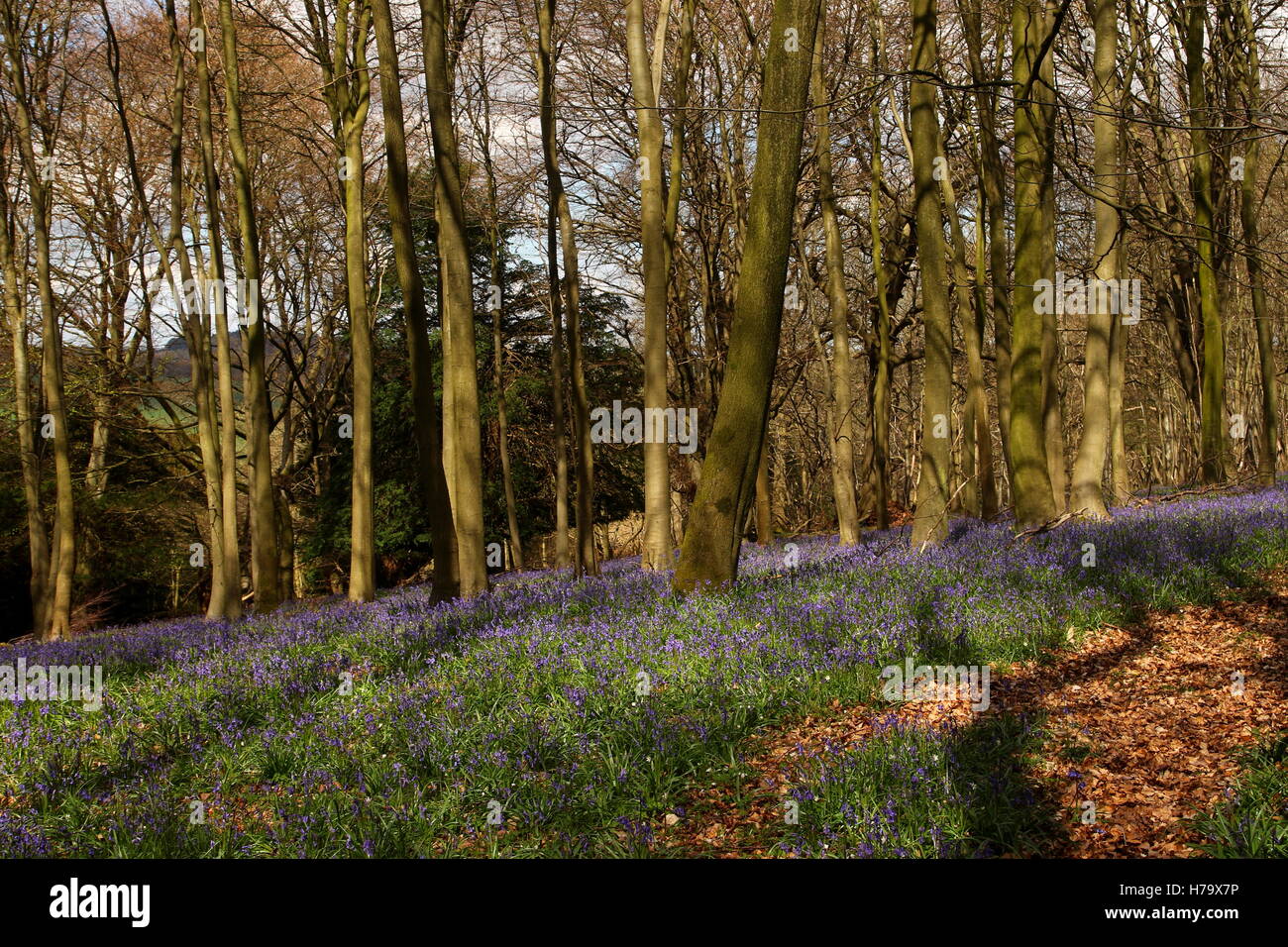 Woodland Glockenblumen im Frühjahr Stockfoto