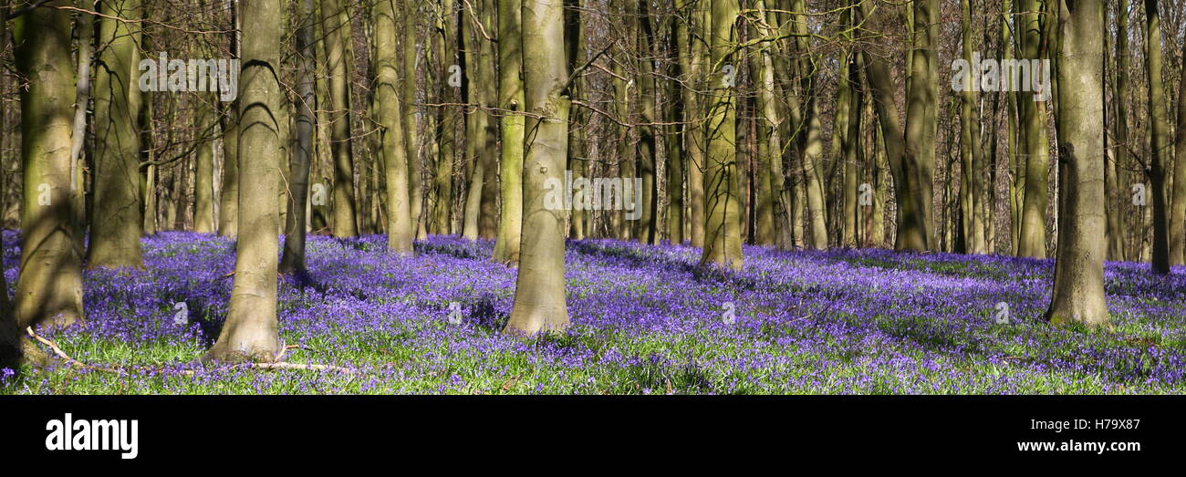 Woodland Glockenblumen im Frühjahr Stockfoto