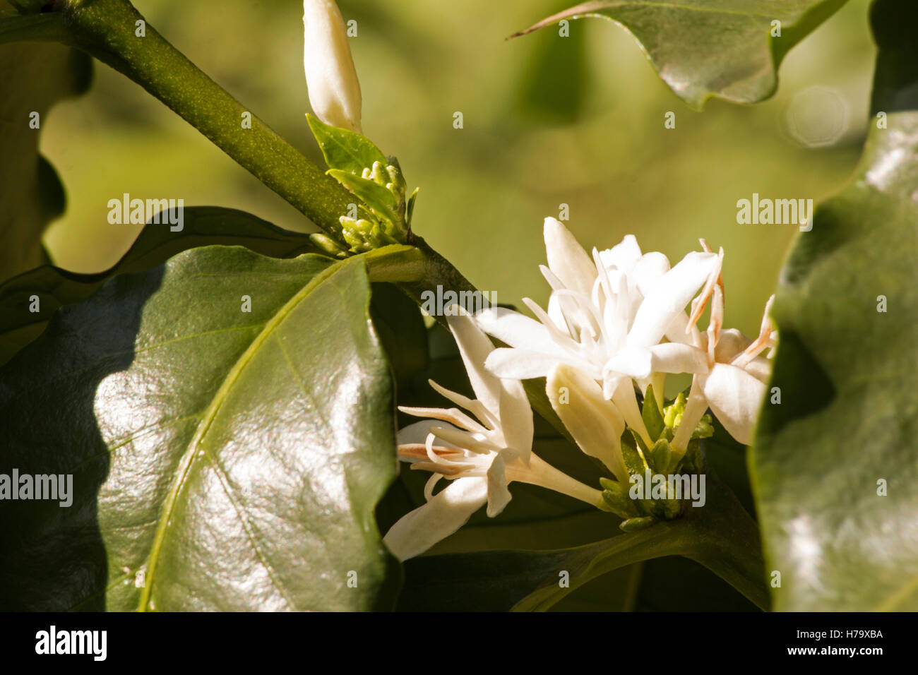 Kaffeebaum (Coffea Arabica) in Blüte Stockfoto