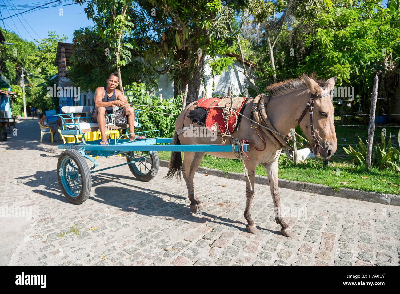 BAHIA, Brasilien - 7. Februar 2016: Brasilianische Jüngling sitzt auf traditionelle Pferd und Wagen auf der Straße von einem abgelegenen Dorf. Stockfoto