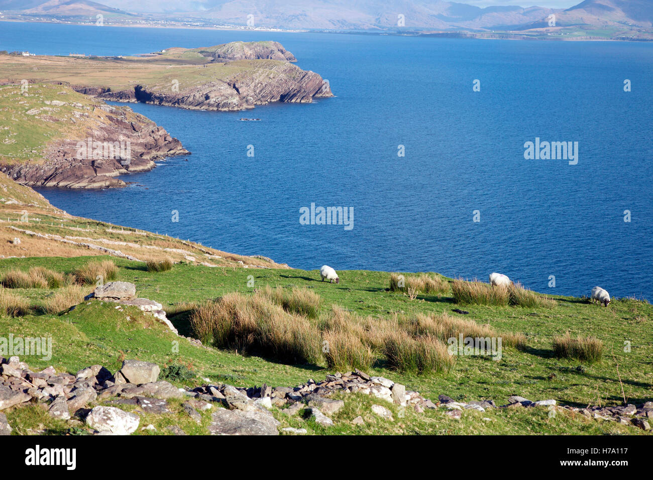 Schafbeweidung auf Bolus Head auf der Iveragh-Halbinsel Stockfoto