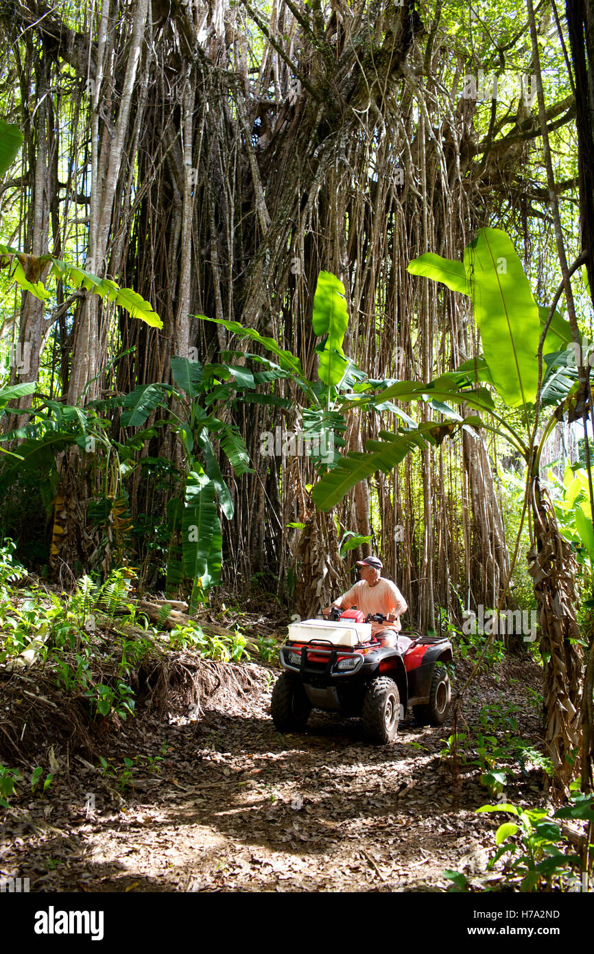 Pitcairn, Söhne von Meuterern! -06/06/2012 - Pitcairn / Pitcairn - ein Quad-Bike auf einem kleinen Pfad mit riesigen finden im Inneren der Insel Pitcairn - Olivier Goujon / Le Pictorium Stockfoto