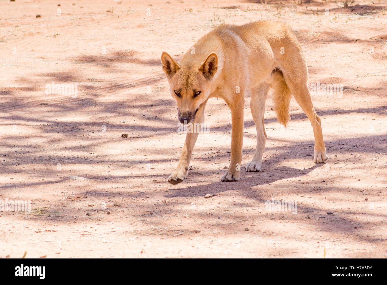 Gesunden Dingo Wandern, Northern Territory, Australien Stockfoto