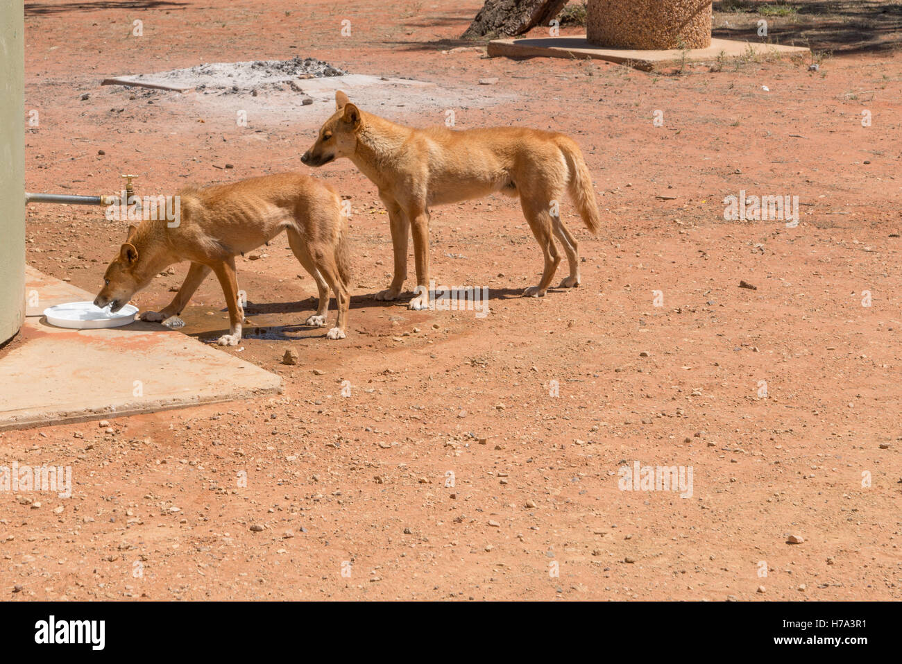 Zwei gesunde Dingos am Campingplatz in Northern Territory Stockfoto