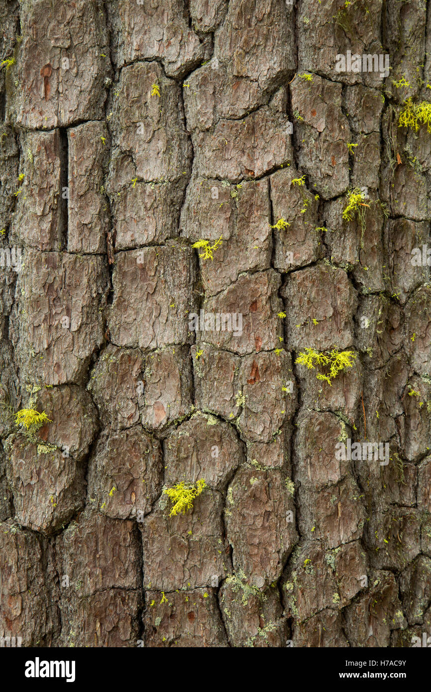 Weiße Kieferrinde, Cascade Lakes Recreation Area, Willamette National Forest, Oregon Stockfoto