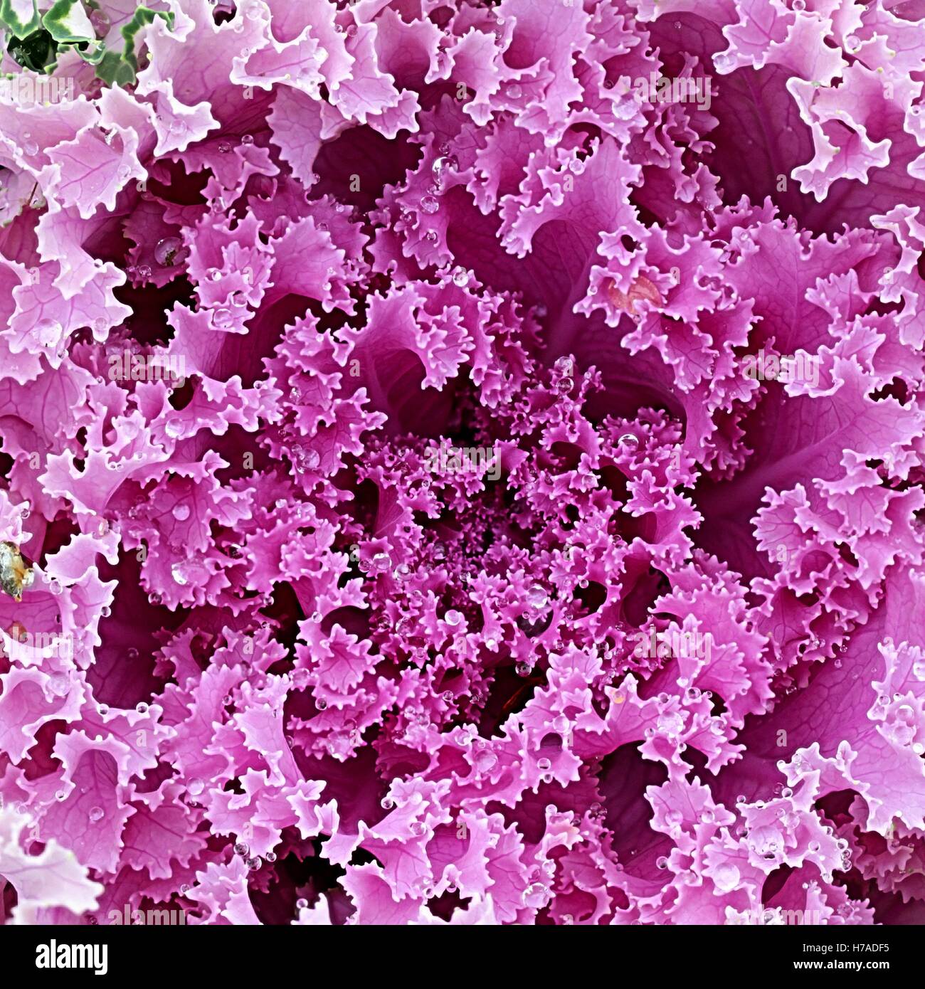 Zier Kohl Brassica oleracea Stockfoto