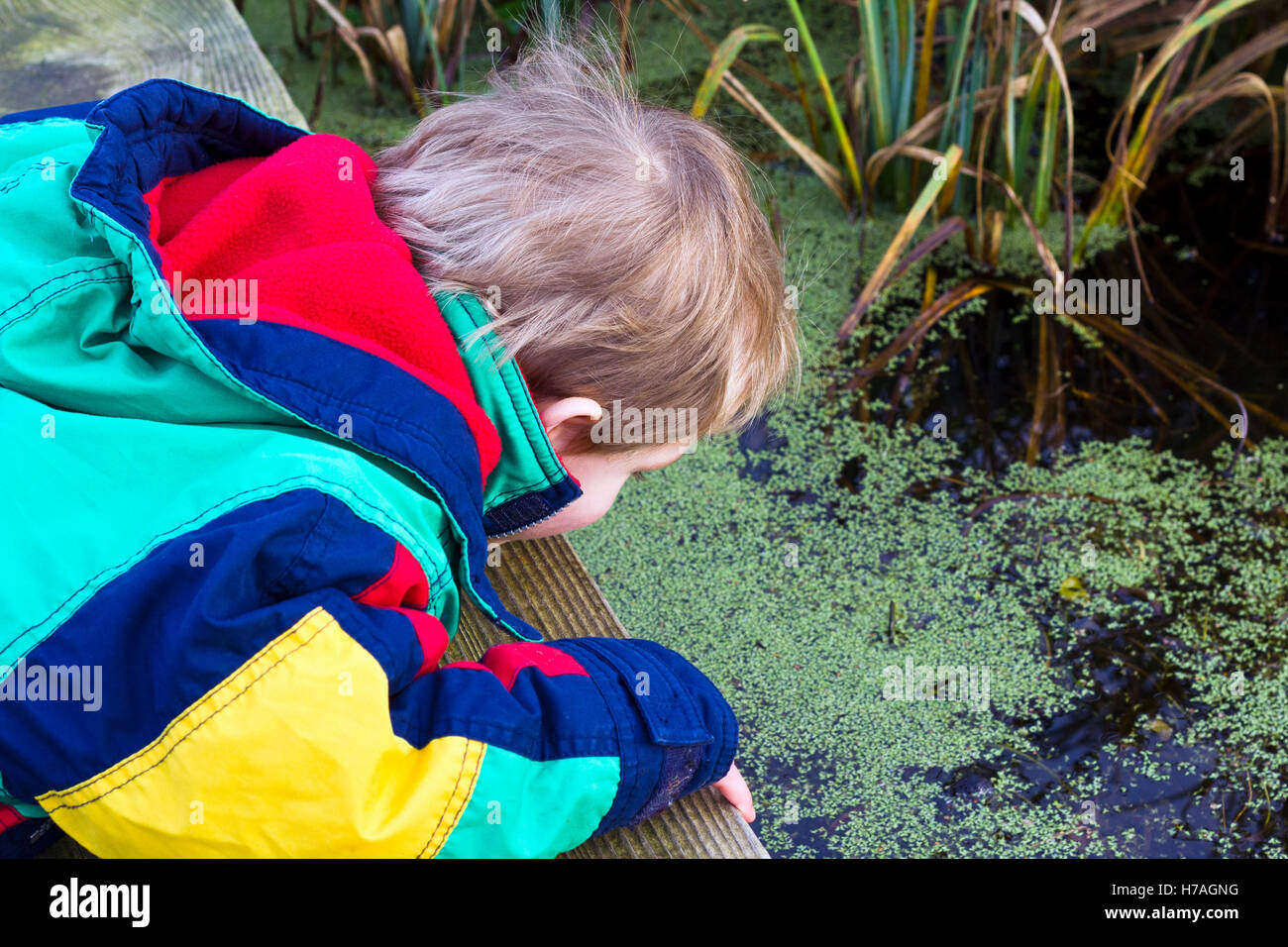 Vorschulkind Teich eintauchen, UK Stockfoto