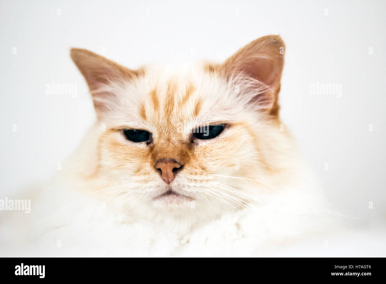 Red Point Birma Katze Stockfoto Bild 125007910 Alamy
