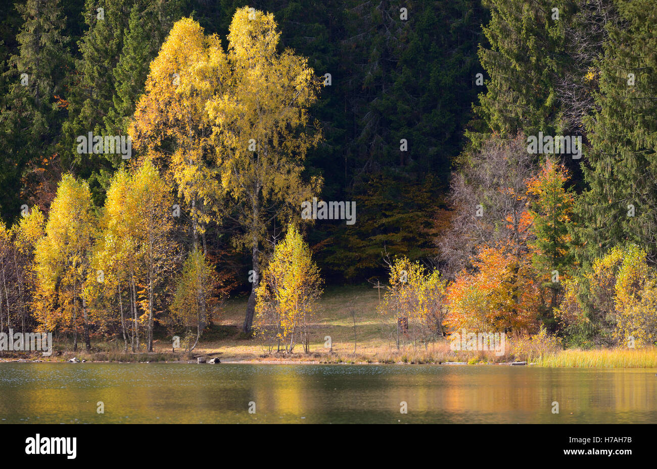Herbst mit dem gelben Laub spiegelt sich im See Saint Ann Stockfoto