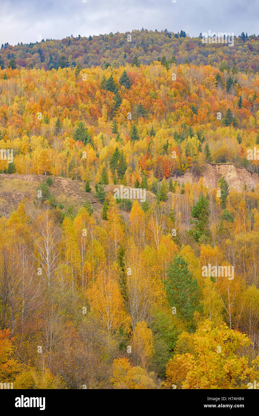 Herbstliche Natur Hintergrund mit bunten Blättern Stockfoto