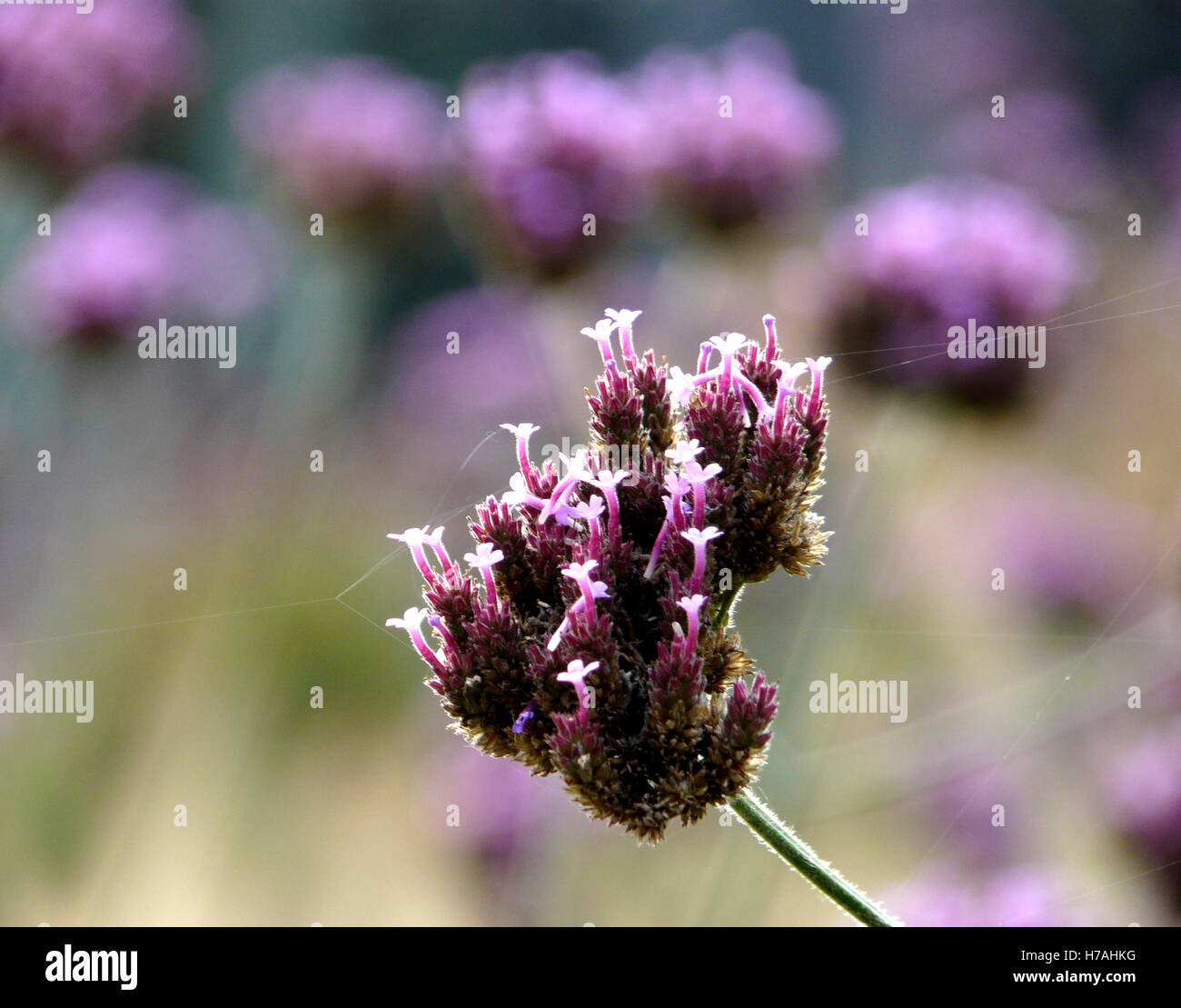 Lila Flowerhead mit ätherischen Spinnennetz Stränge von links nach rechts. Fokus in lila Garten in Amsterdam gedreht Stockfoto