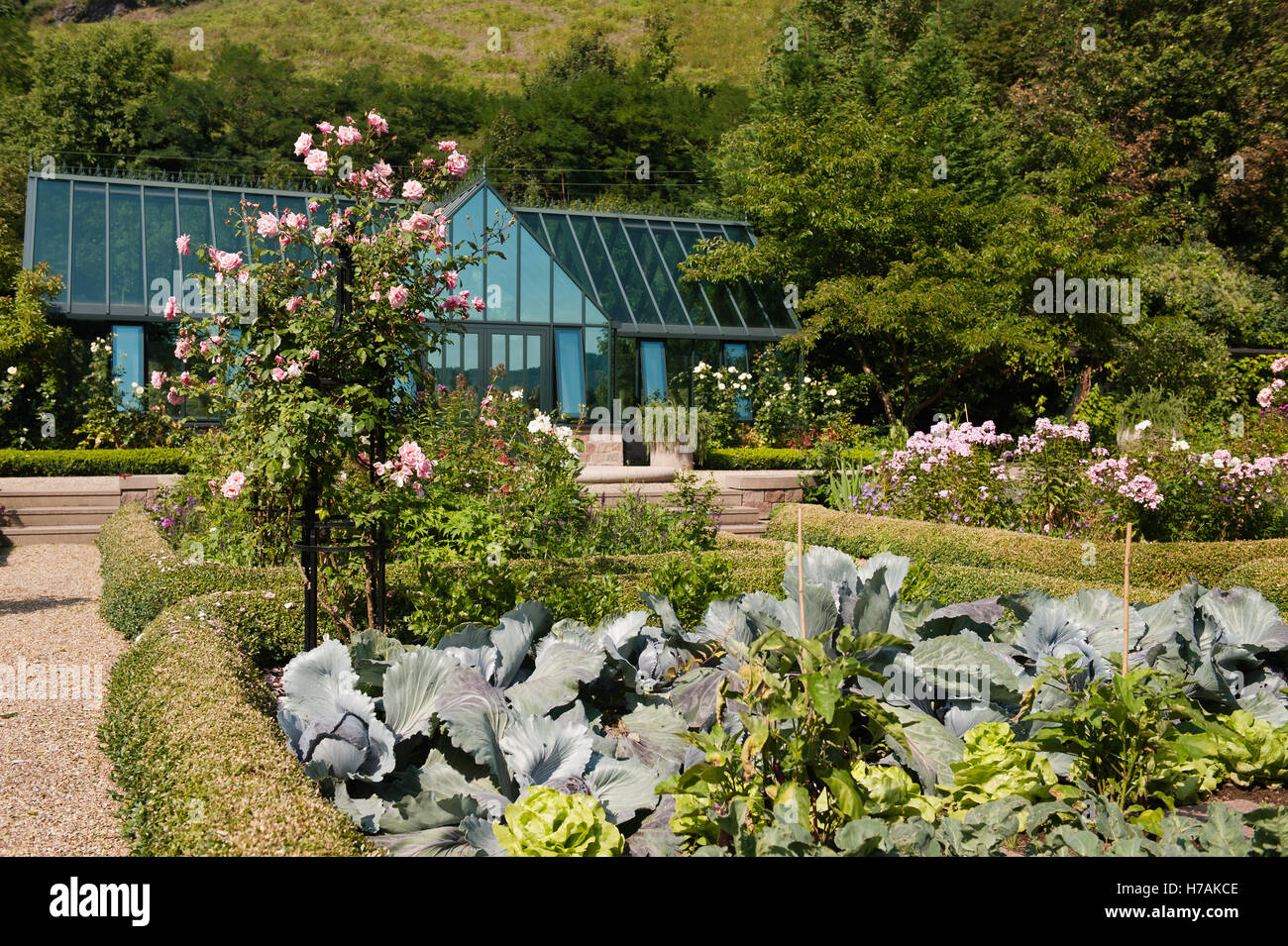 Glasfassade und Rosenstrauch mit Gemüsegarten in Boppard Garten, Rheinland-Pfalz, Deutschland Stockfoto