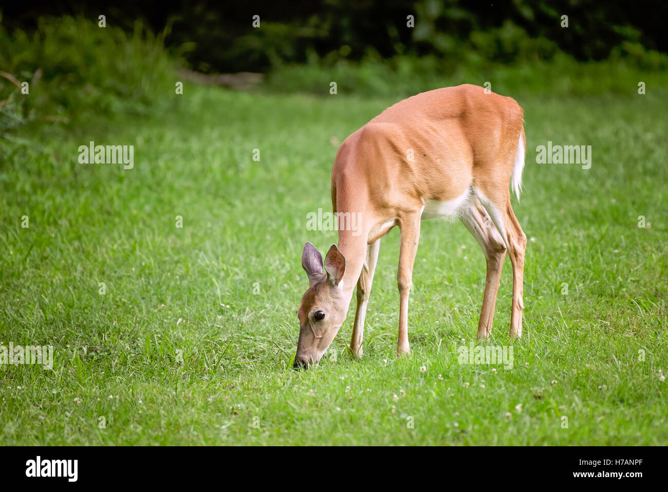 Whitetail doe Stockfoto