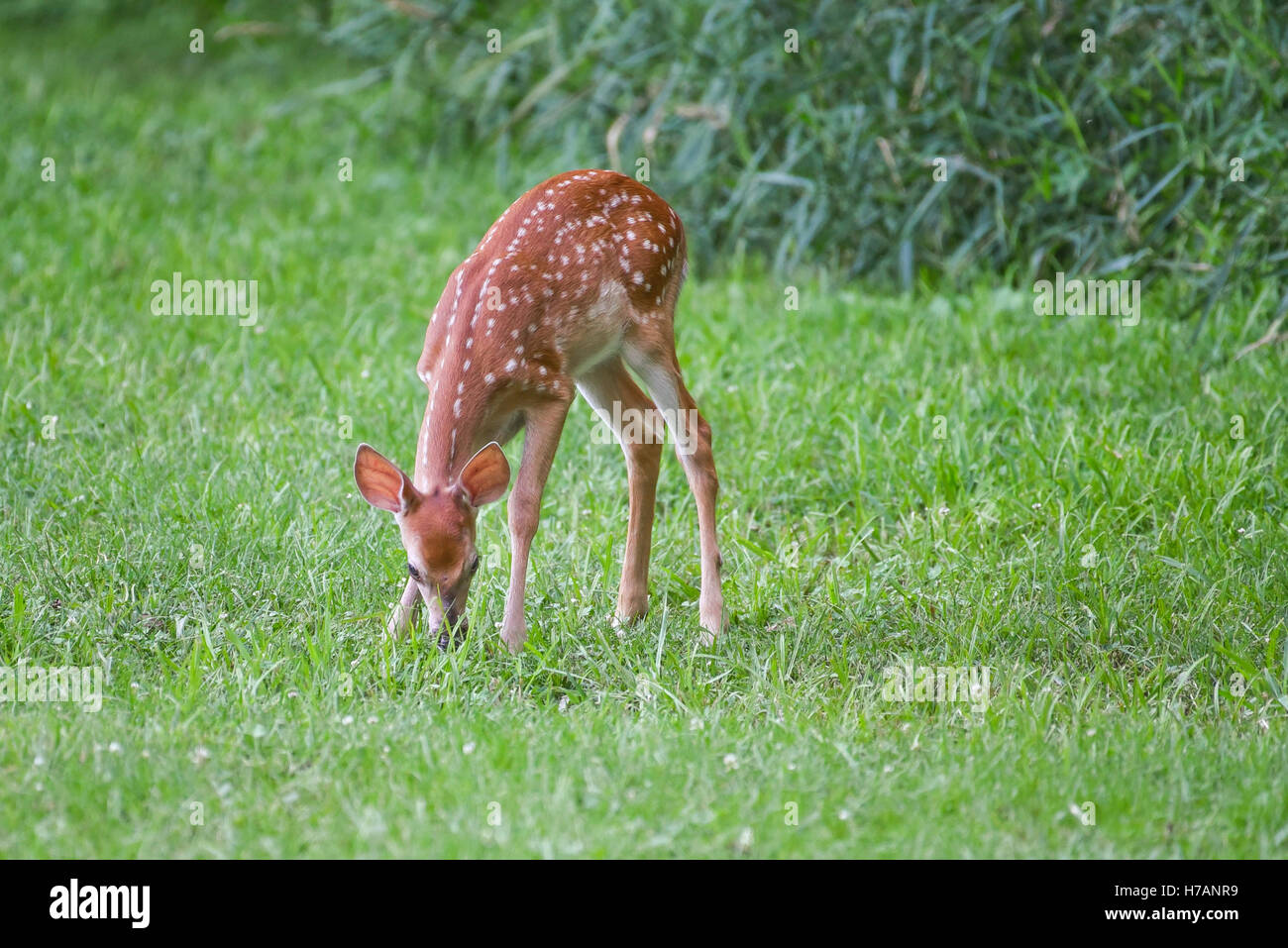 Whitetail doe Stockfoto