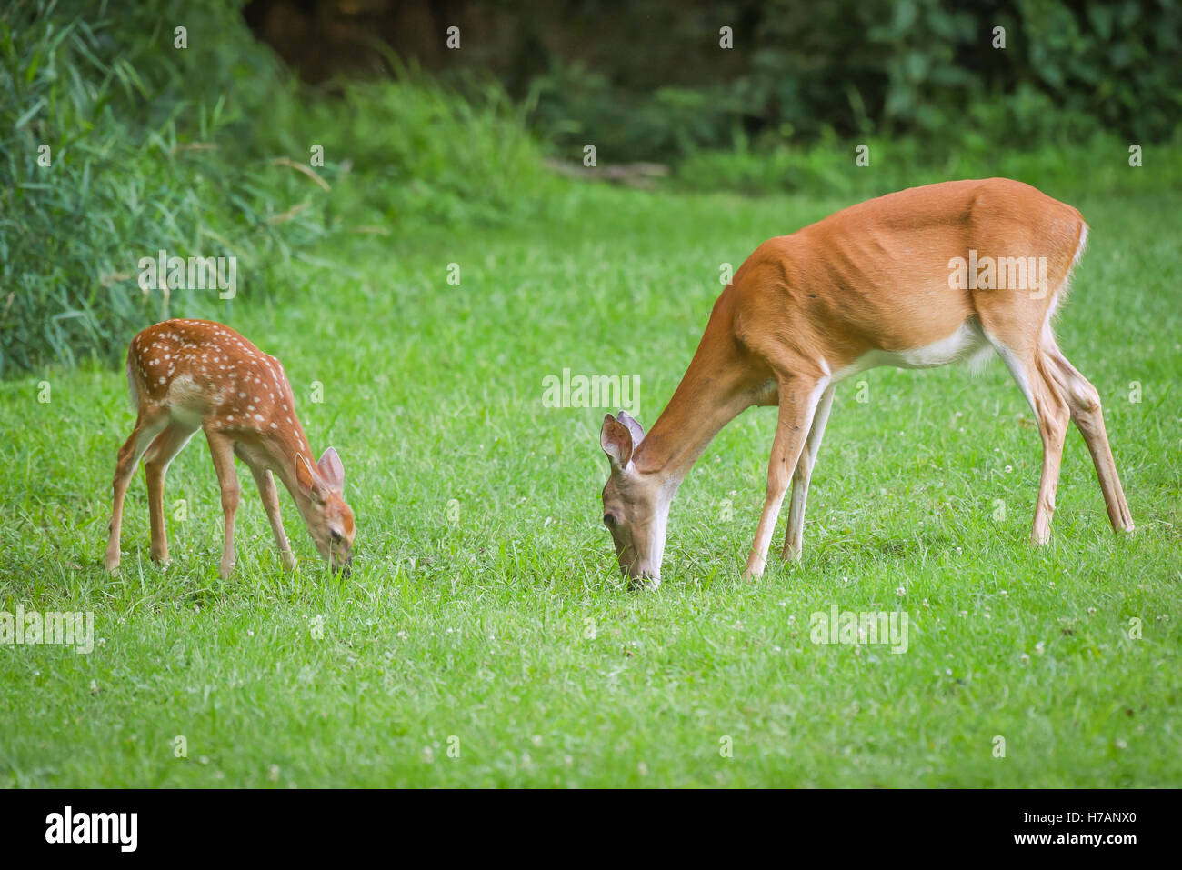 Whitetail doe Stockfoto
