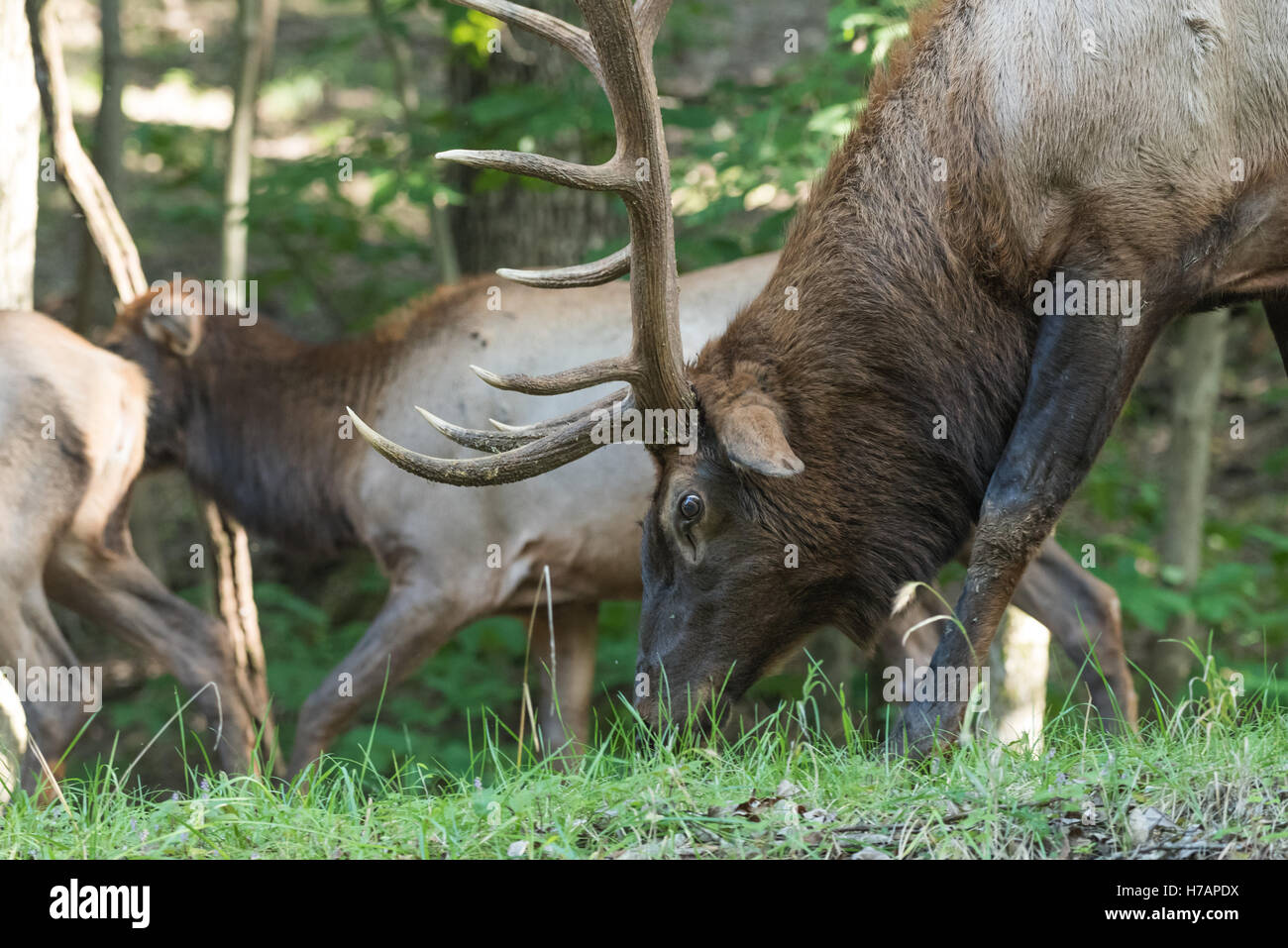 American Bull Elk Stockfoto