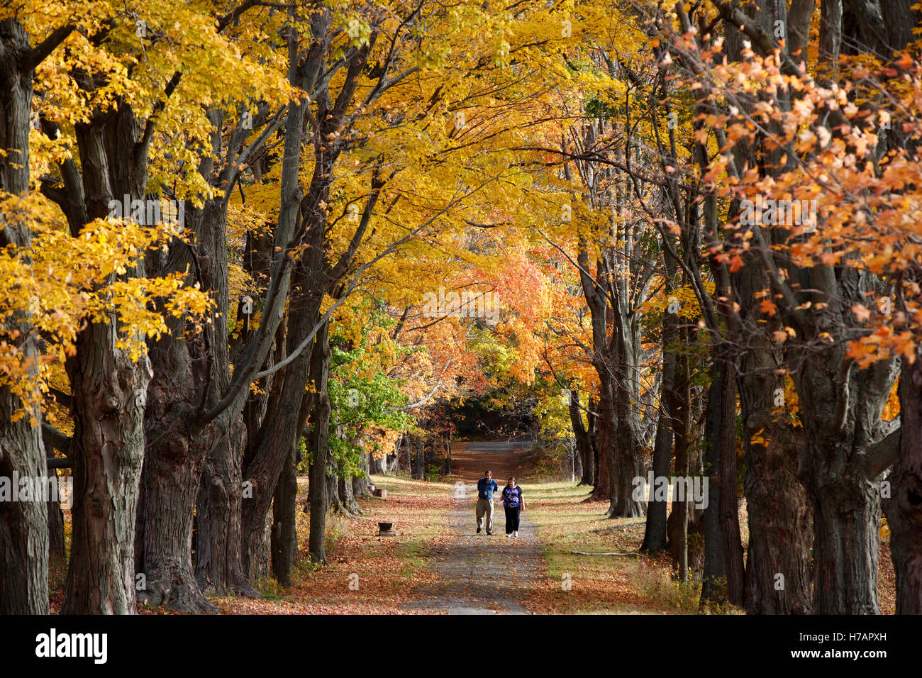 Herbstlaub, Milton, Massachusetts Stockfoto