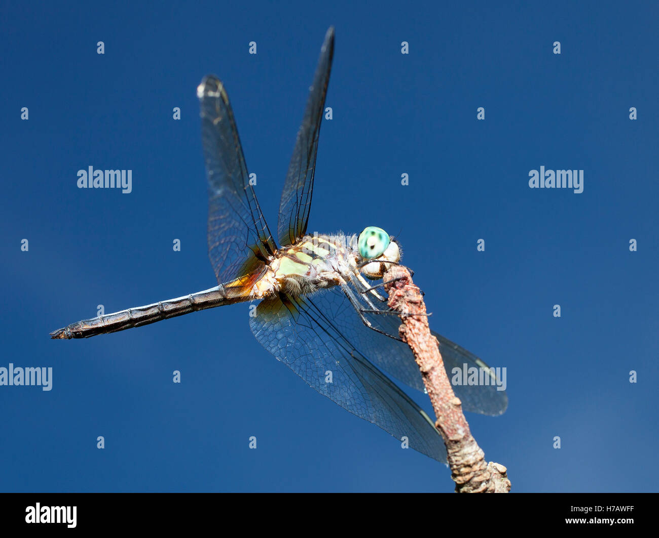 Blaue Augen und einen grünen Körper hinzufügen Farbe, um diese Libelle Stockfoto