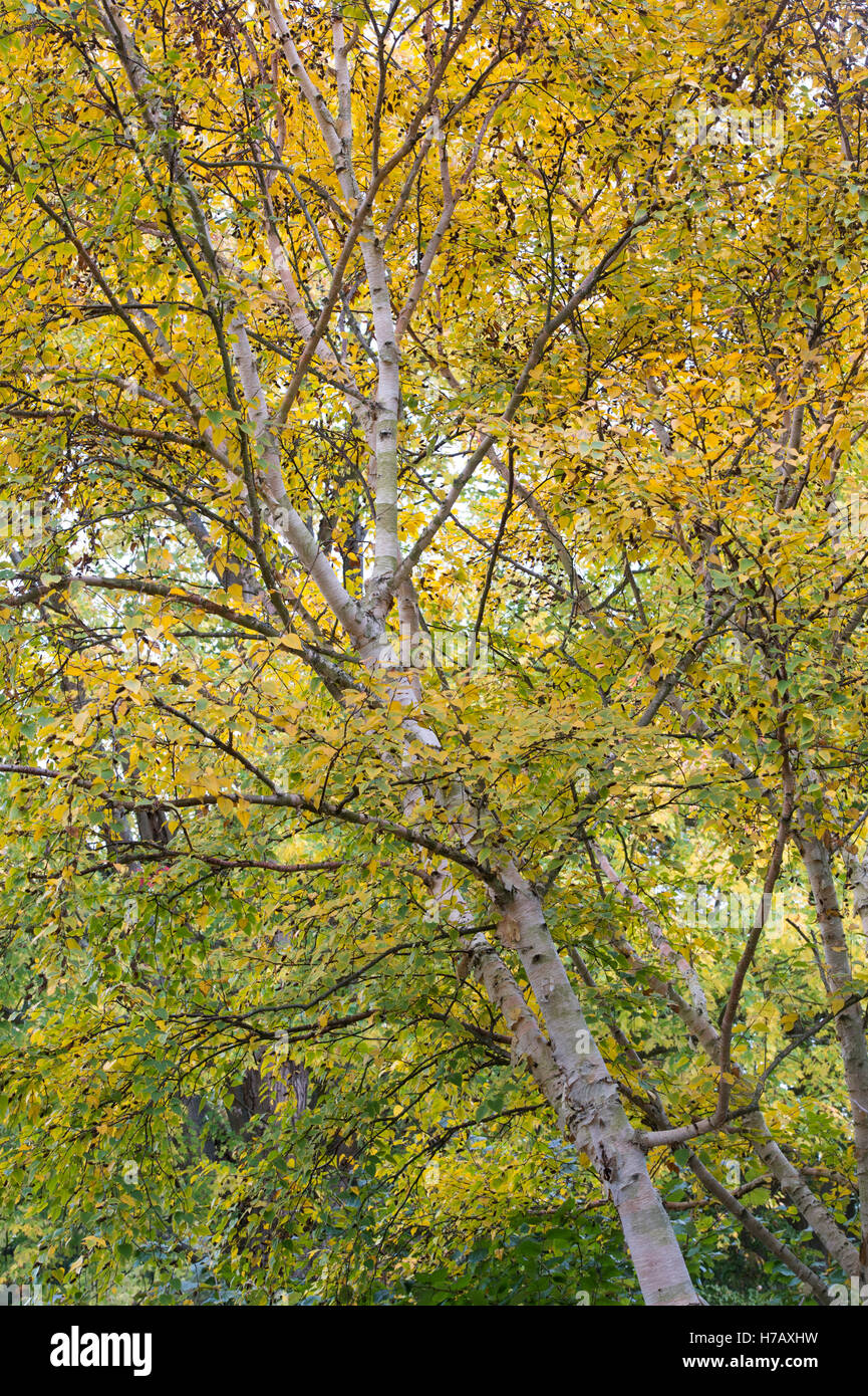 Betula Ermanii Grayswood Hill. Ermans Birke Grayswood Hill Baum Blätter im Herbst Farbwechsel Stockfoto