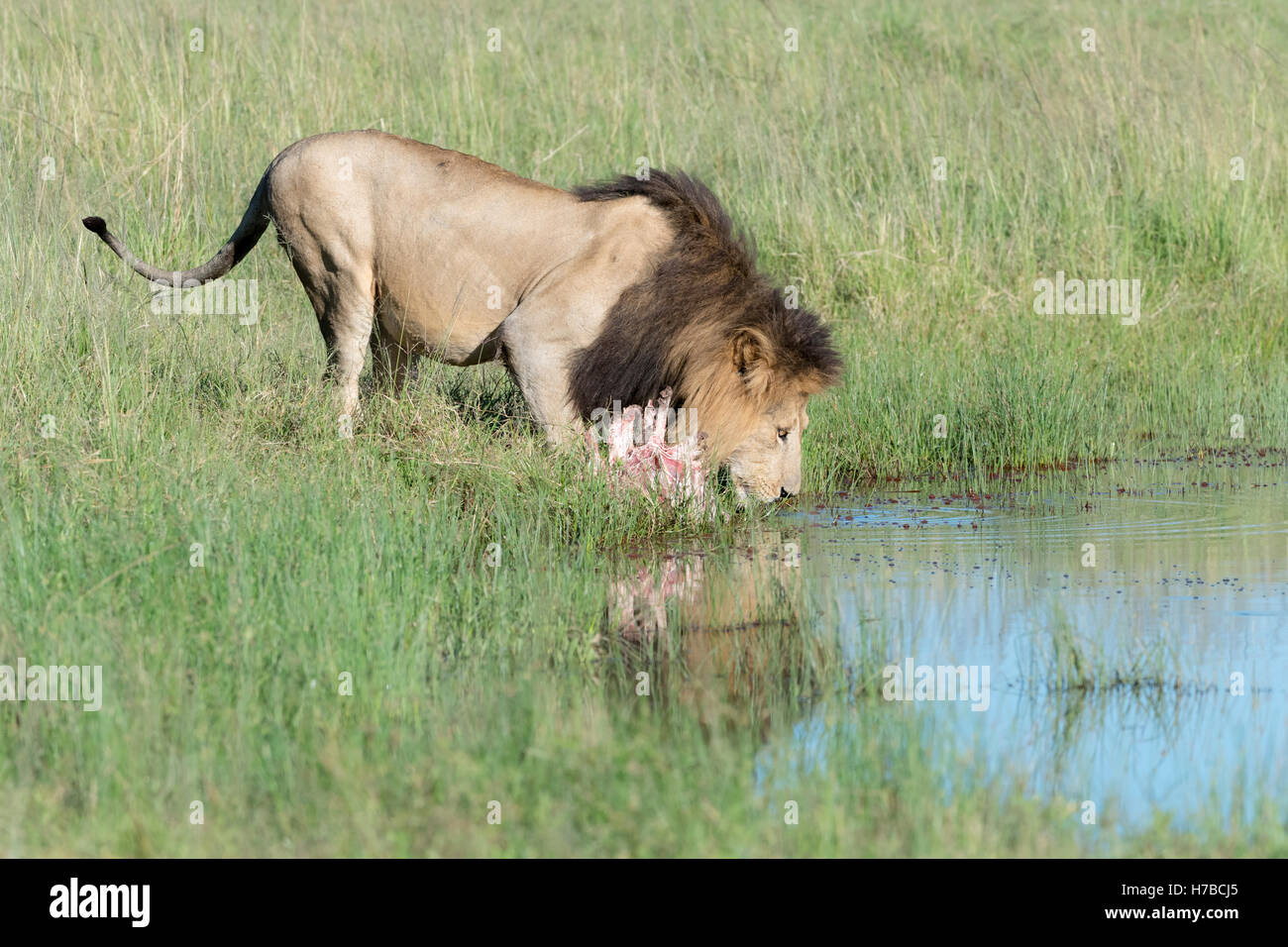 Männlicher Löwe (Panthera Leo) trinken an einer Wasserstelle in der Masai Mara National Reserve, Kenia Stockfoto