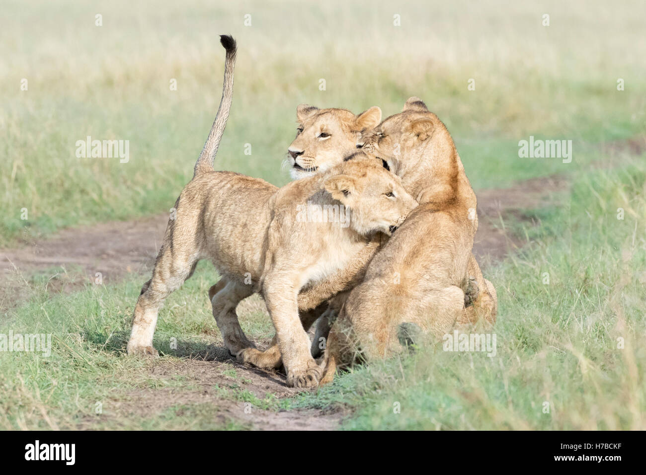 Junge Löwen (Panthera Leo) zusammen zu spielen, reserve Masai Mara national, Kenia Stockfoto