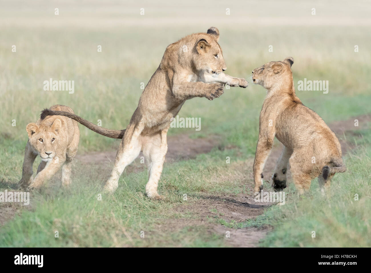 Junge Löwen (Panthera Leo) zusammen zu spielen, reserve Masai Mara national, Kenia Stockfoto