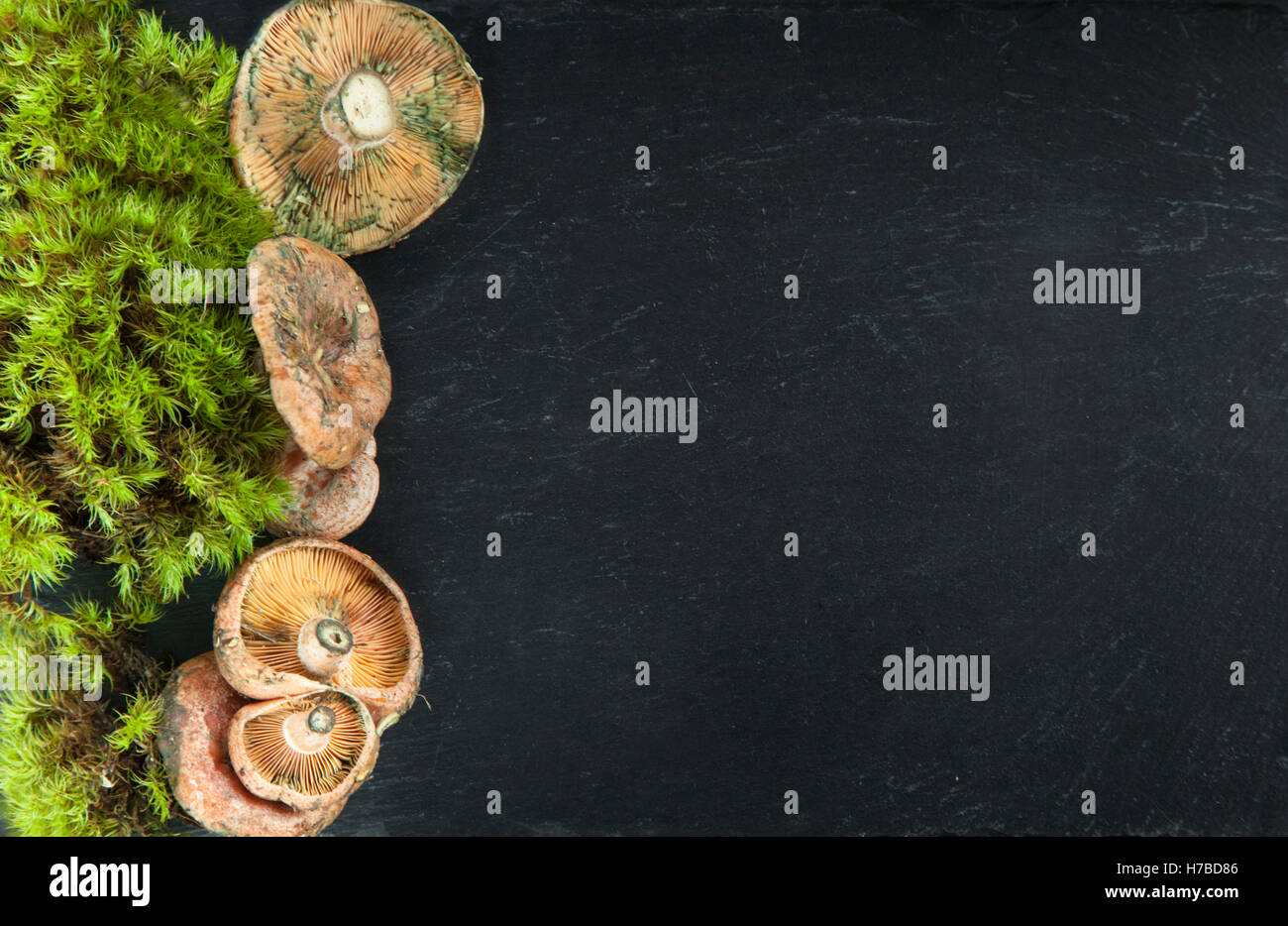 Frische Milch-Tasse Champignons (Lactarius Torminosus) und Moos auf dunklem Schiefer mit textfreiraum für Ihren text Stockfoto
