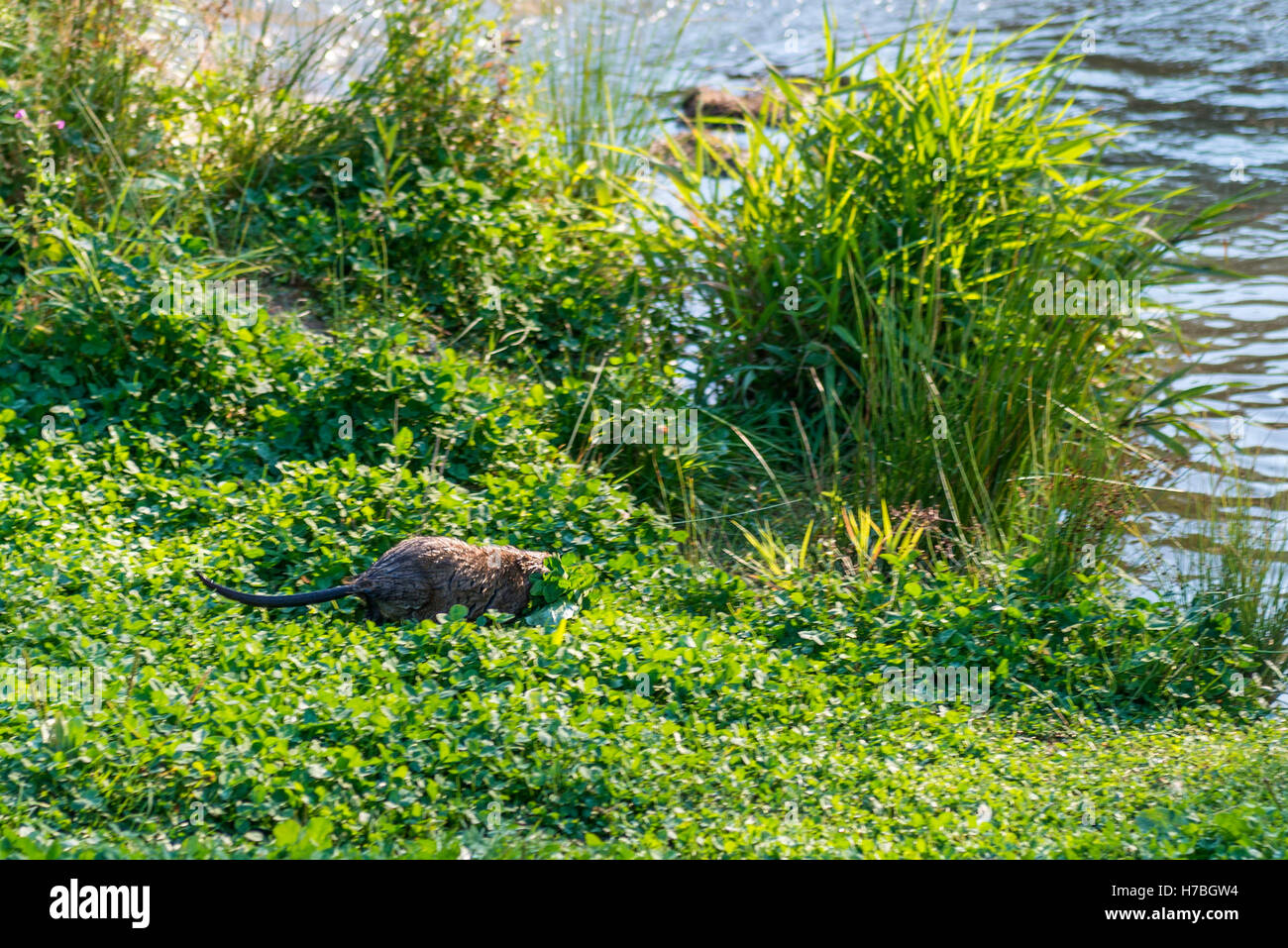 Bisamratte, Muskbeaver, (Ondatra Zibethicus)] sammeln Lebensmittel Stockfoto