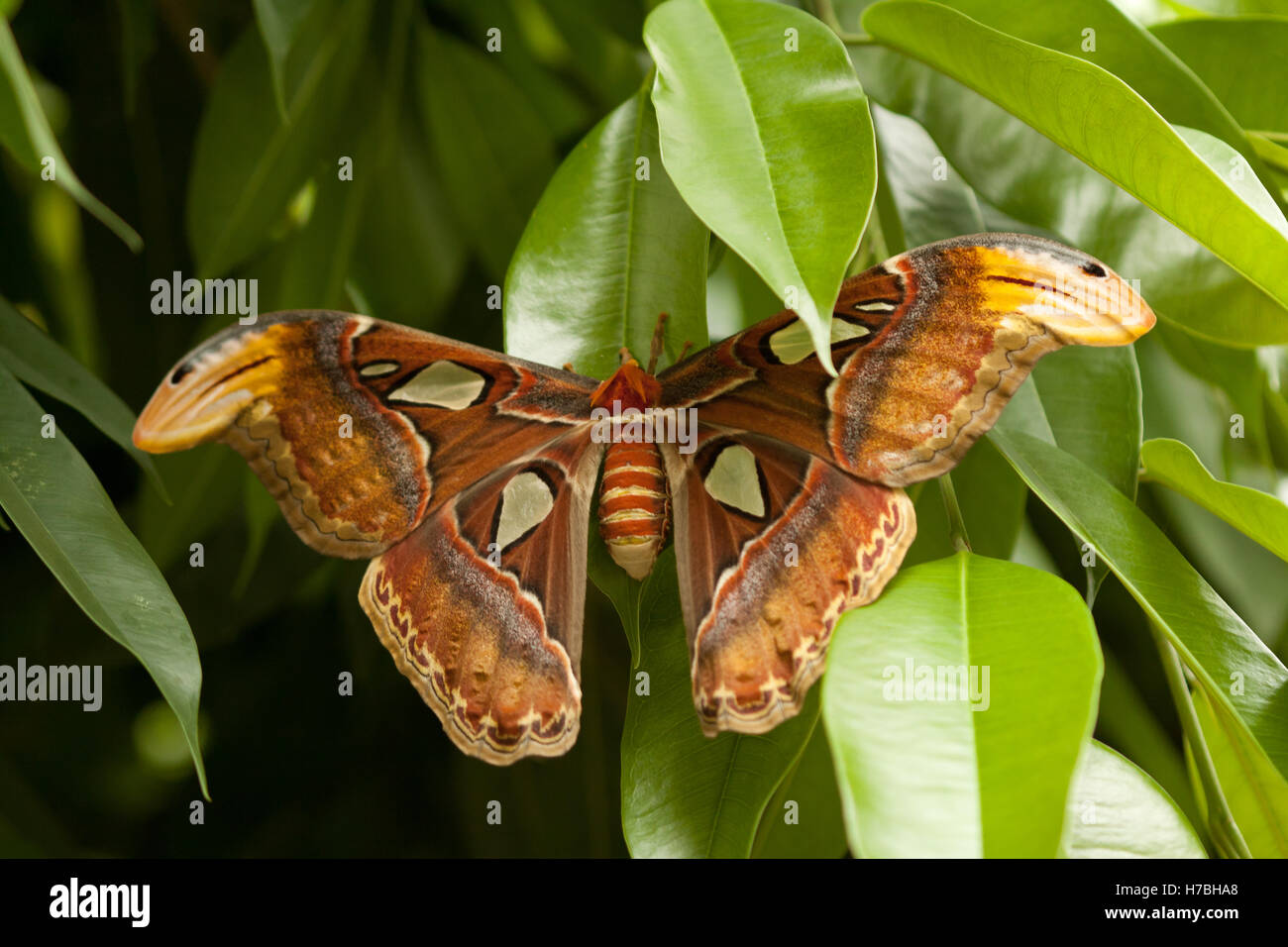 schöne bunte Schmetterling gross mit braunen Flügel Stockfoto