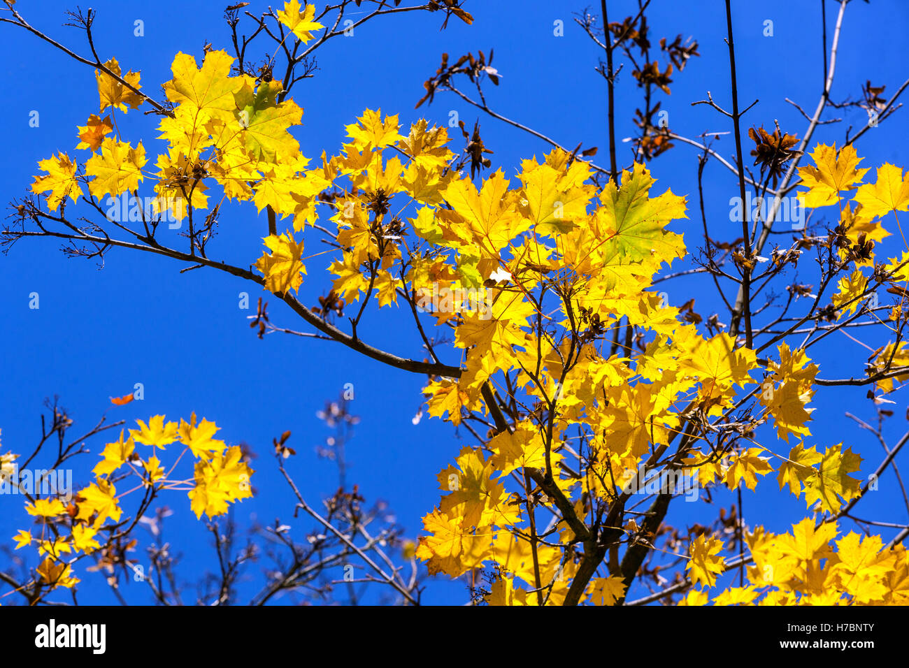 Acer platanoides, Norwegen Ahornbaum wenige Blätter im Herbst, gelbe Ahornblätter Stockfoto