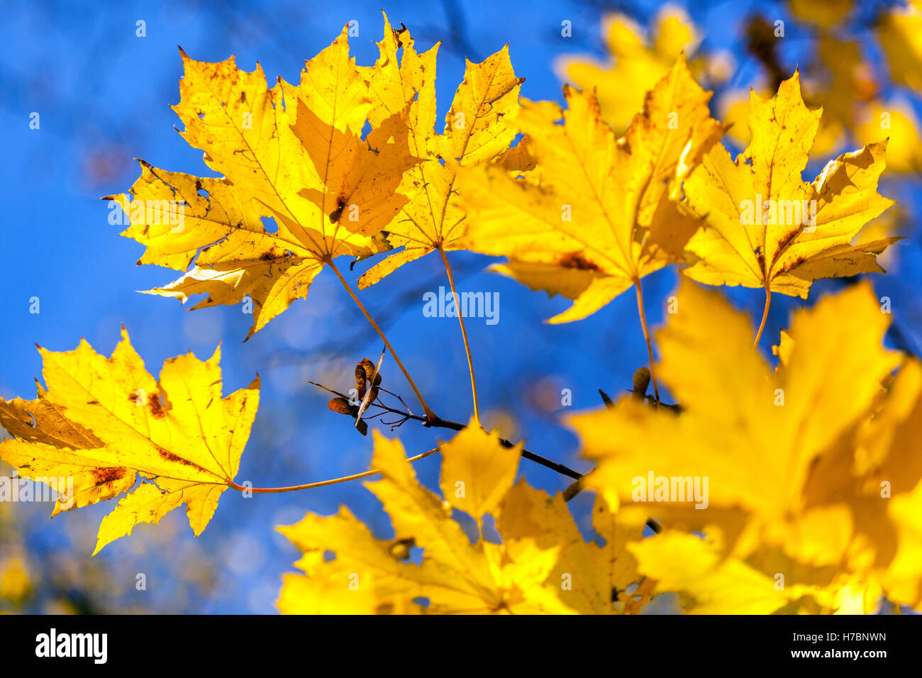 Gelber Ahorn lässt Sonnenlicht in acer Herbstsonne Stockfoto