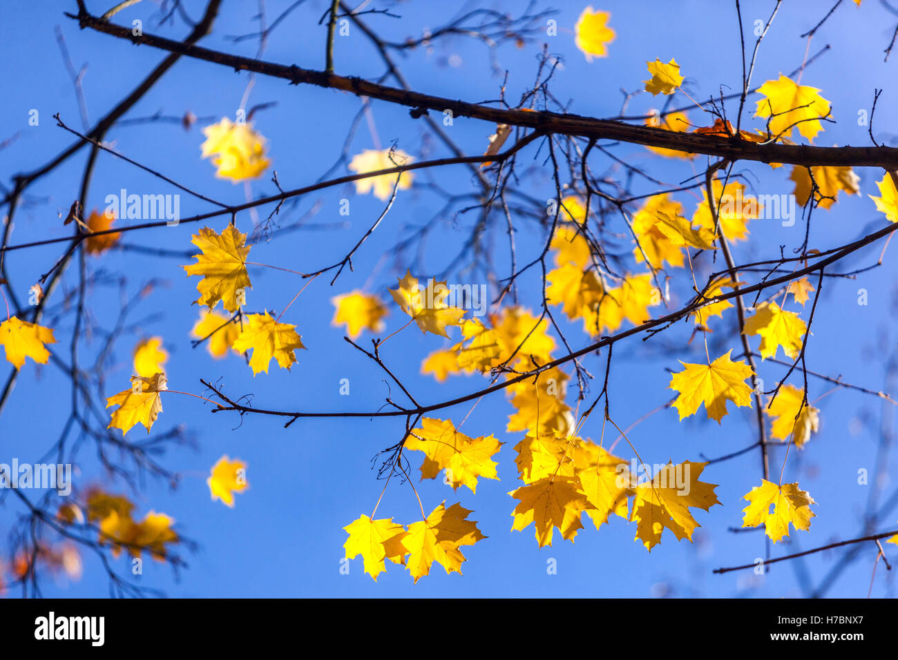 Acer platanoides, Norwegen Ahornbaum wenige Blätter Herbst gelb Stockfoto