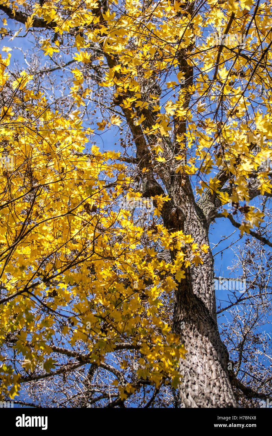 Acer platanoides Baum, Norwegen Ahornblätter in Herbstfarben, Tschechien Stockfoto
