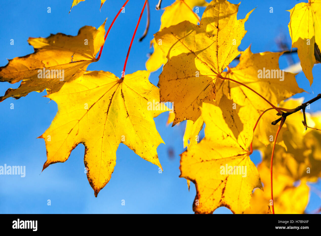 Gelb Norwegen Ahornblätter Herbst Blätter Sonnenlicht vergilben Stockfoto