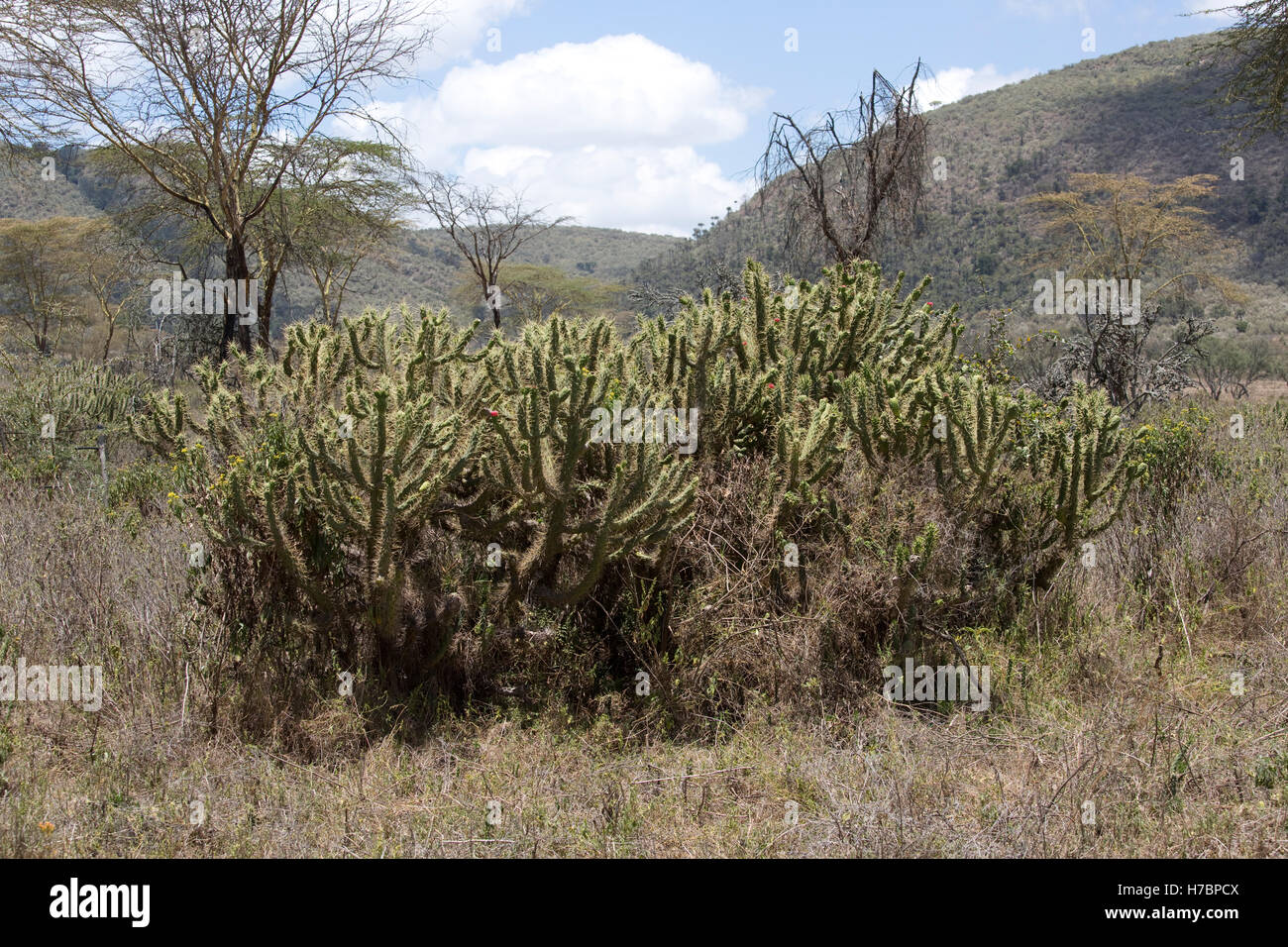 Kleinen stacheligen Euphorbia-Arten Naivasha, Kenia Stockfoto