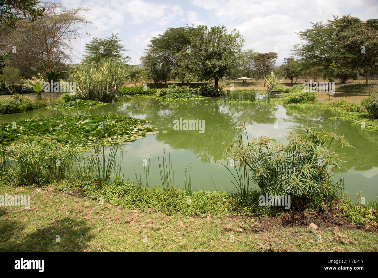 Vielzahl von Wasserpflanzen im Bodenfilter Abwasserbehandlung auf Website Oserian Blumenfarm Lake Naivasha, Kenia Stockfoto