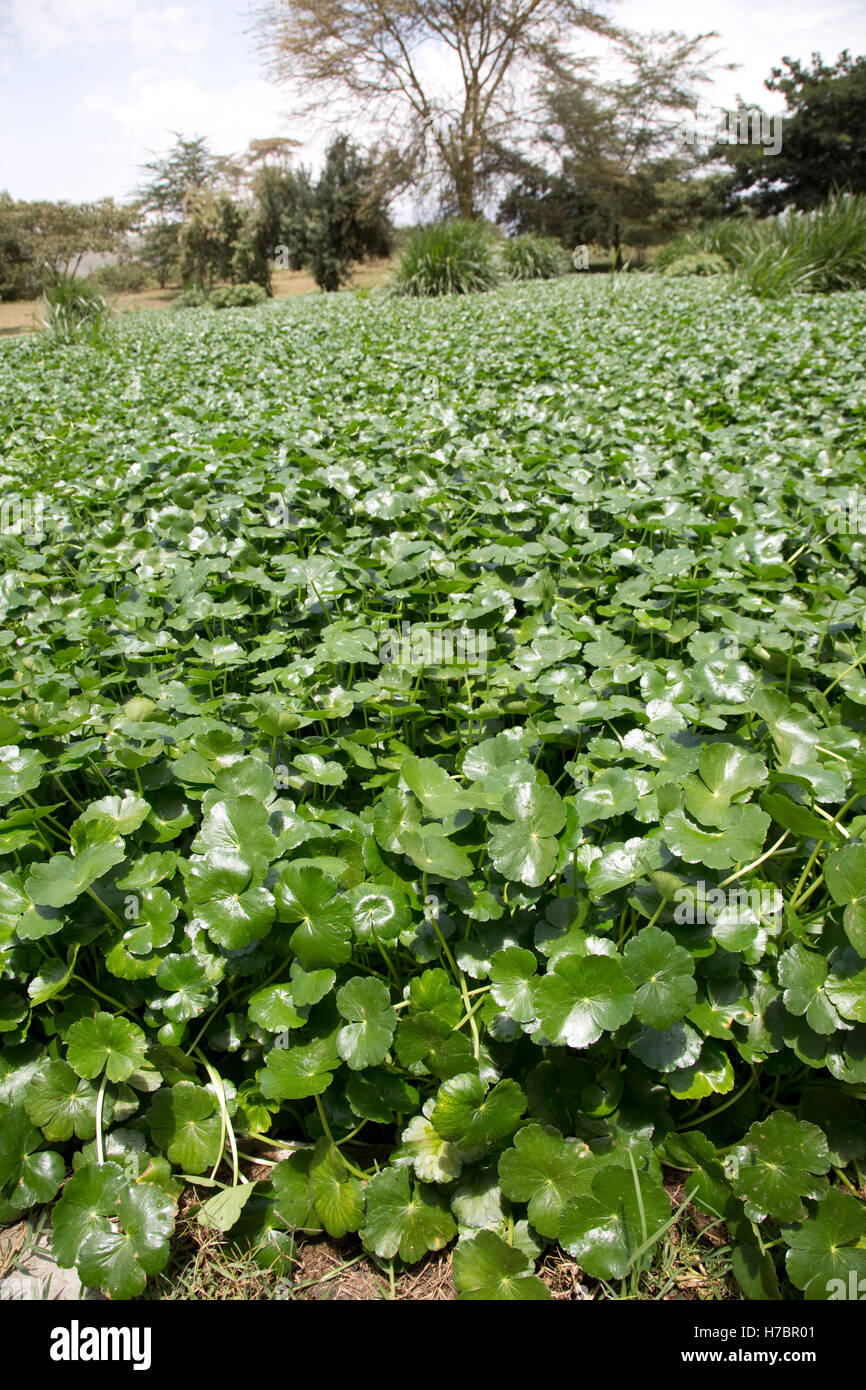 Wasserpflanzen reinigen alle Abwässer gebaut Feuchtgebiet am Standort Oserian Blumenfarm Lake Naivasha, Kenia Stockfoto