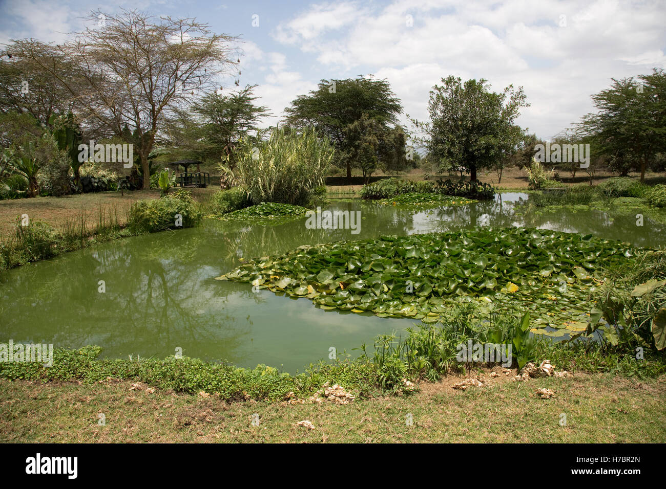 Vielzahl von Wasserpflanzen im Bodenfilter auf Blumenfarm Lake Naivasha, Kenia Stockfoto