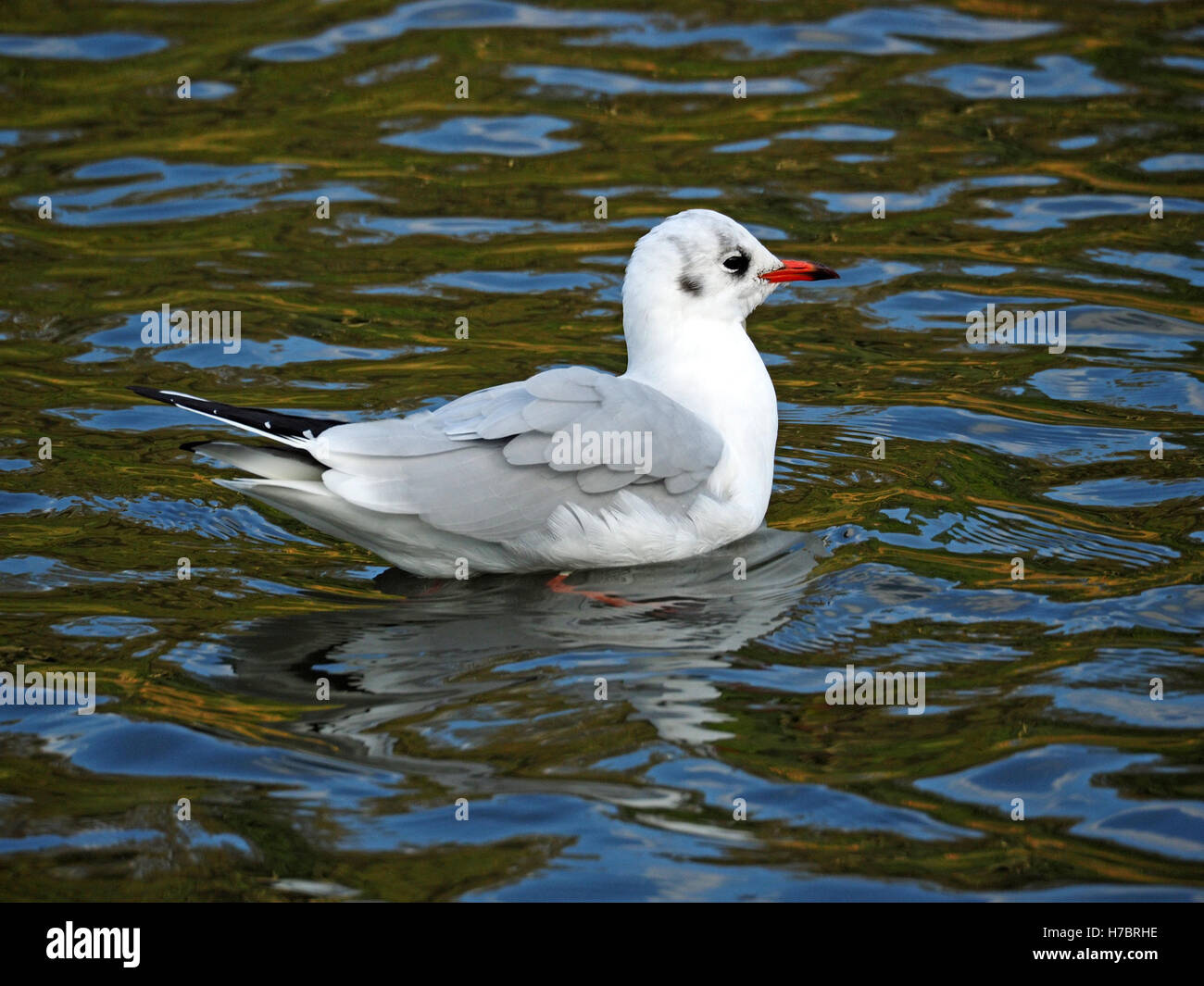 Lachmöwe (Chroicocephalus Ridibundus) im Winterkleid wellige Wasser reflektieren blaue Himmel Stockfoto