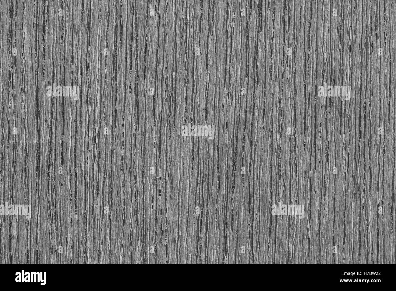 Textur des Holzes Rinde verwenden als natürlichen Hintergrund, schwarz / weiß-Ton Stockfoto